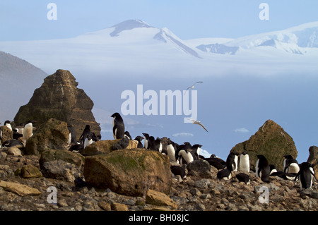 Manchots adélies sur son nid, Brown Bluff, l'Antarctique. Banque D'Images