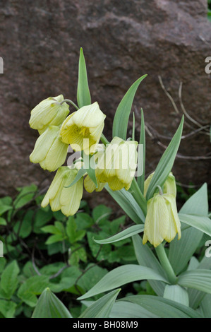 Fleur pâle fritillary (fritillaria pallidiflora) Banque D'Images