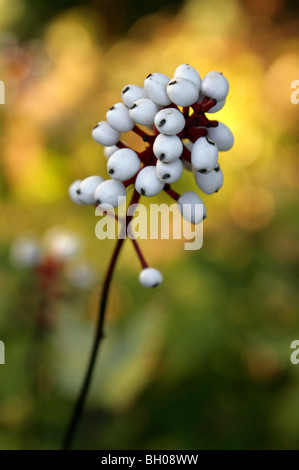Les yeux d'actée, Doll, Doll's Eyes, white baneberry, Blanc l'Actée à grappes noires, blanches, yeux de poupées Actaea pachypoda, Ranunculaceae Banque D'Images