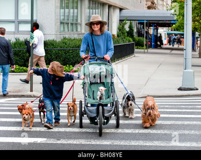 Un chien professionnel walker gère sept chats alors qu'elle traverse la Cinquième Avenue à Manhattan, New York City. Un chien a pris son fils p Banque D'Images