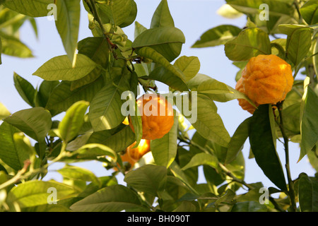 L'Orange amère, également connu sous le nom d'Orange de Séville, le Bigaradier, Bigarade, d'Orange et de la marmelade d'Orange, Citrus aurantium, Rutacées Banque D'Images