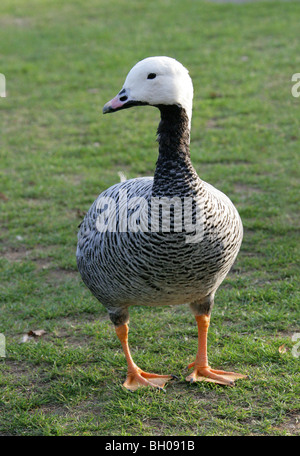 Oie empereur ou peint, Chen canagica, Anatidae, Alaska, USA Banque D'Images