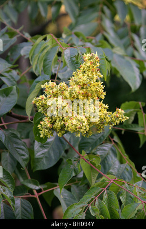 Bougainvillea Golden Rain Tree, Koelreuteria integrifolia, Sapindaceae, Chine, Asie. Syn. Koelreuteria bipinnata integrifolia. Banque D'Images