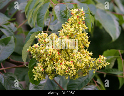 Bougainvillea Golden Rain Tree, Koelreuteria integrifolia, Sapindaceae, Chine, Asie. Syn. Koelreuteria bipinnata integrifolia. Banque D'Images