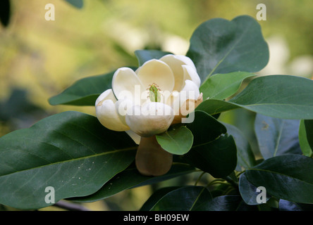 La baie marécageuse, Magnolia virginiana, Magnoliaceae, nord-est et sud-est de l'USA, Amérique du Nord. Nain Aka Sweet Magnolia Bay. Banque D'Images