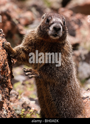 Une jeune marmotte à ventre jaune (Marmota flaviventris). Banque D'Images
