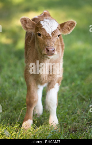 Jeune Vache - Bos primigenius taurus Banque D'Images