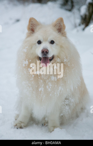 Spitz Loup mâle Spitz Allemand ou dans la neige au cours d'une balade Banque D'Images