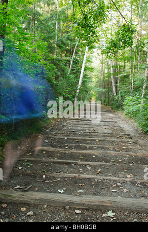 Randonneur sur Lincoln Woods Trail de Lincoln, New Hampshire, USA Banque D'Images