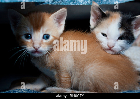 Deux chatons se pelotonnant Banque D'Images