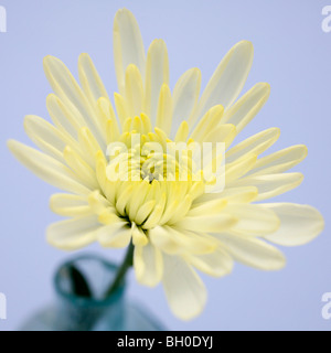 Une fleur de chrysanthème jaune pâle Banque D'Images