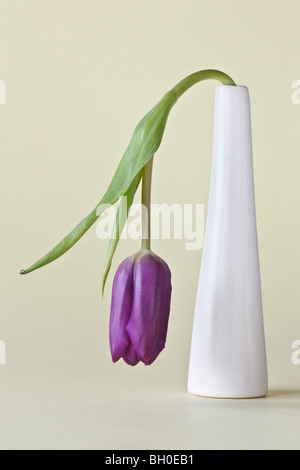 Tulip dans vase blanc Banque D'Images