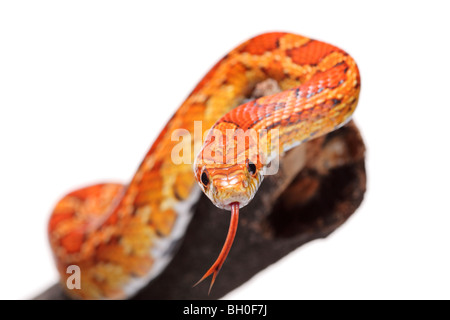 Snake sur une branche Banque D'Images