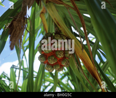 Pin vis fruits tropicaux, Rarotonga, îles Cook Banque D'Images