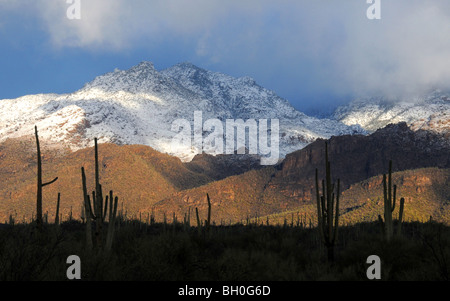 La neige recouvre les montagnes Santa Catalina dans la forêt nationale de Coronado dans le désert de Sonora, Tucson, Arizona, USA. Banque D'Images