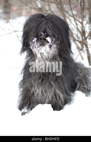 Bouvier des Flandres Banque D'Images