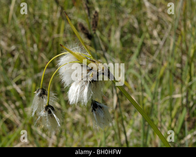 La Linaigrette à larges feuilles eriophorum latifolium, Banque D'Images