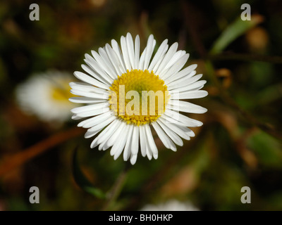 Daisy Fleabane mexicain ou un mur, Erigeron karvinskianus Banque D'Images