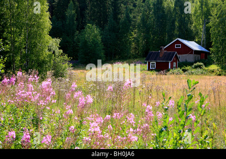 Ancienne maison d'habitation à terminer et le pré des fleurs dans la lumière du soleil, Rantasalmi, Saimaa Lake District, Finlande, Europe Banque D'Images