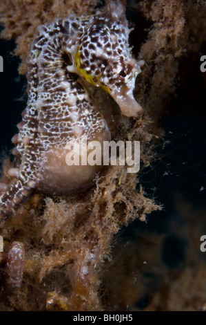 Hippocampe rouge, de l'Hippocampe breviceps, Wool Bay, Australie du Sud. Banque D'Images