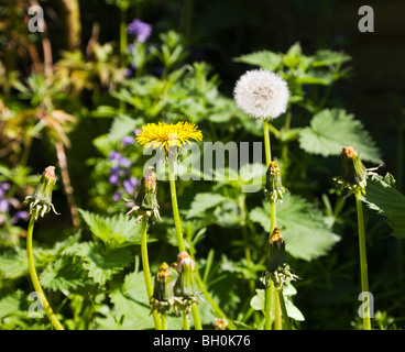 Un groupe de pissenlits et orties. Les mauvaises herbes dans un jardin anglais. Au printemps. UK. Banque D'Images