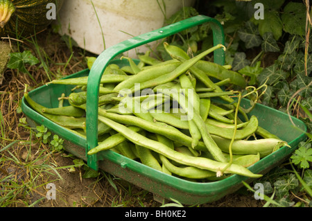 Trug plein de fraîchement cueilli haricots (Phaseolus coccineus, Fabaceae) tracé sur un allotissement Banque D'Images