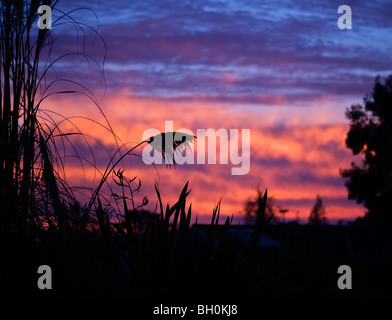 De grandes plantes silhouetté contre un coucher de soleil spectaculaire. Banque D'Images