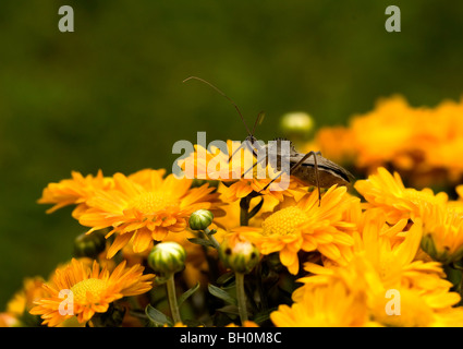 Bug sur la maman de roue 'Planter' Banque D'Images