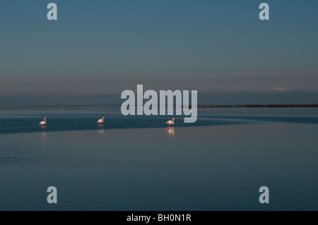 Plus de flamands roses à la Lagune Vaccares, la Camargue, dans le sud de la France Banque D'Images