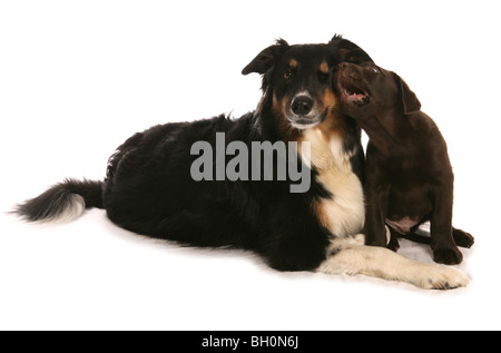 Labrador, chiot Border Collie mâle et deux chiens Studio Banque D'Images