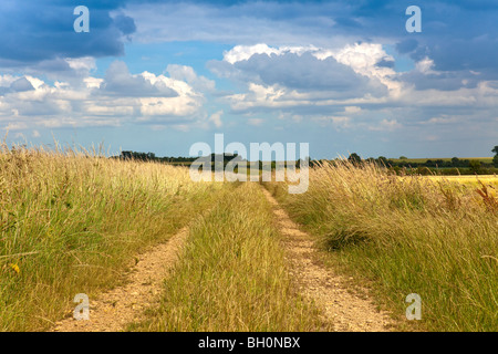 Descendre la Ruelle de pays en juillet, Lincolnshire England UK GO Banque D'Images