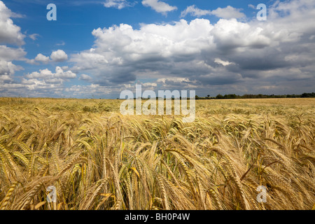 Champ de blé Juillet, Lincolnshire, Angleterre,GO Banque D'Images