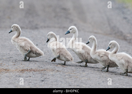 Mute Swan (Cygnus olor) cygnets, traversant la voie, Kent, Angleterre. Banque D'Images