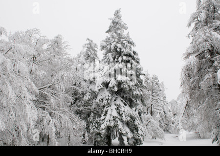 Parc National des Cévennes dans la neige, Gard, dans le sud de la France Banque D'Images