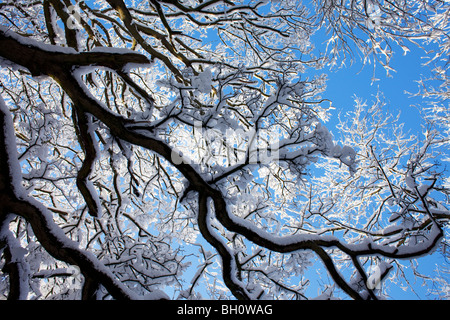 Un arbre couvert de neige près de Snowshill dans les Cotswolds, Royaume-Uni Banque D'Images