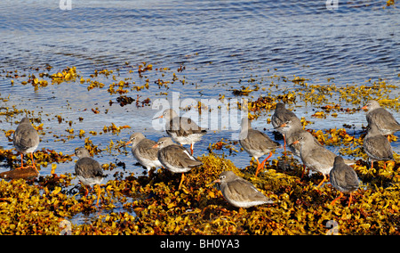 Troupeau de harelde boréale sur les rives du Loch Fleet au Sutherland, Ecosse UK Banque D'Images