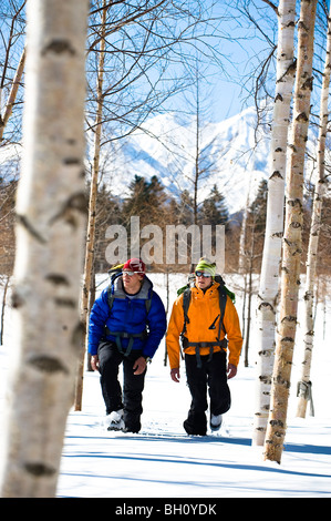 Deux hommes marcher entre les bouleaux dans la neige, Hokkaido, Japon, Asie Banque D'Images