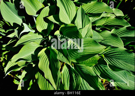 Les feuilles des Hostas dans un jardin d'été, Killin, Perthshire, Écosse, Royaume-Uni. Banque D'Images