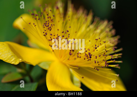 Jaune Rose de Sharon ou Hypericum Calycinum dans un jardin à Killin dans le Perthshire, Écosse, Royaume-Uni. Banque D'Images