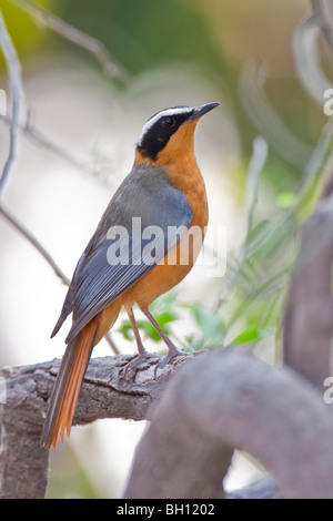 Portrait of a white-browed robin-chat dans le sud de l'Afrique. La photo a été prise dans le parc national de Chobe au Botswana. Banque D'Images