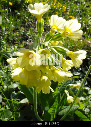 Coucou bleu (Primula veris) Banque D'Images