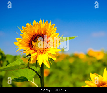 Photo en gros plan de la belle et colorée du tournesol Banque D'Images