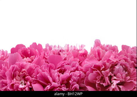 La pivoine sur fond blanc