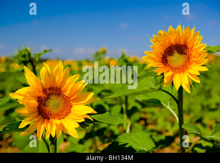 Photo en gros plan de la belle et colorée du tournesol Banque D'Images