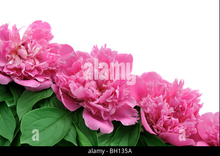 La pivoine sur fond blanc