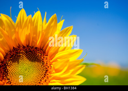 Photo en gros plan de la belle et colorée du tournesol Banque D'Images