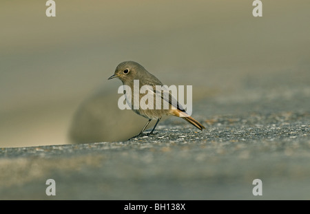 Rougequeue noir femelle ou premier hiver Banque D'Images