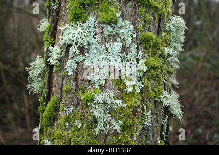 Lichen Evernia prunastri sangle et mousses couvrant les troncs des arbres à Pennington Flash CP, gtr Manchester, UK Banque D'Images