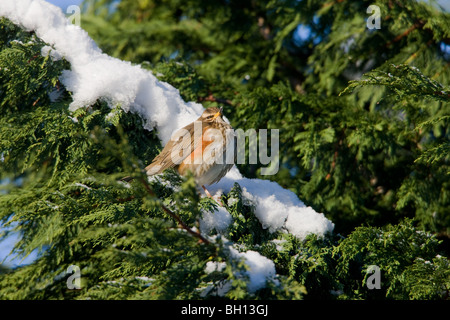 Redwing Turdus iliacus perché adultes dans un conifir avec neige arbres Banque D'Images