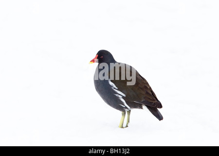 La Gallinule poule-d'eau Gallinula chloropus debout sur la glace couverte de neige Banque D'Images